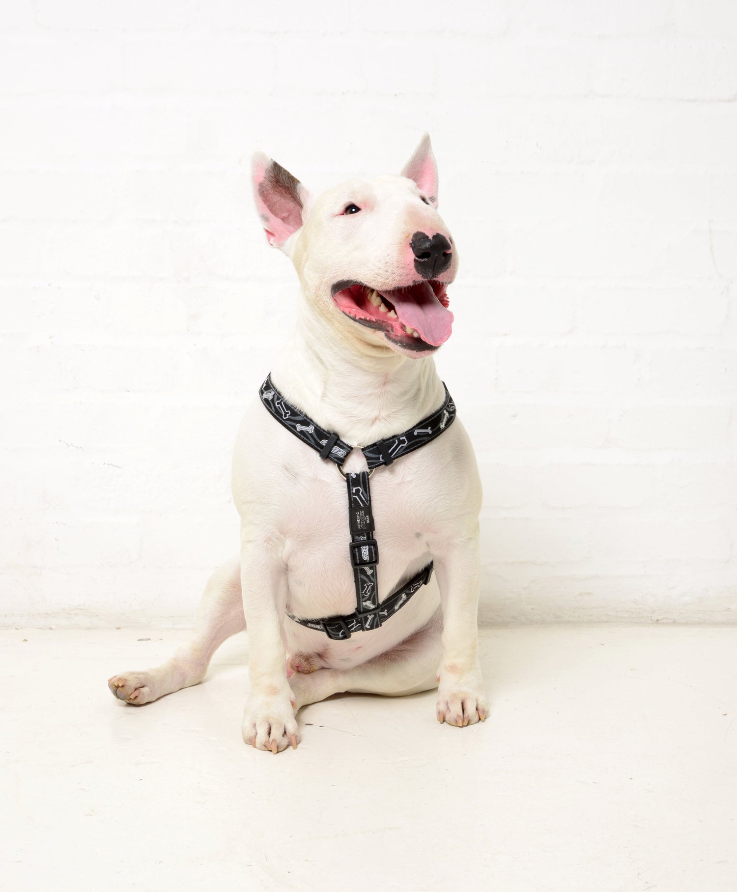 Dog Harnesses